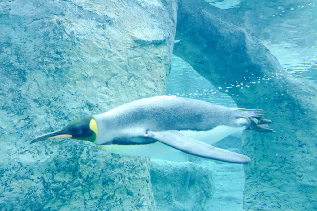 紋別・旭川3泊4日旅。4日目。旭山動物園　ペンギンのお散歩