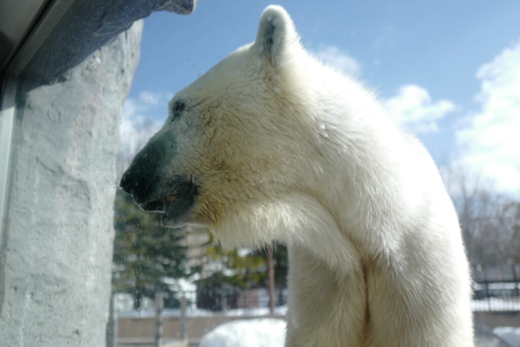 紋別・旭川3泊4日旅。4日目。旭山動物園　シロクマ