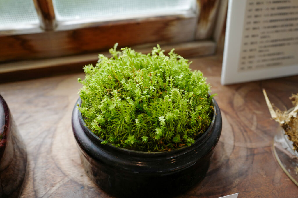 服部植物研究所　飫肥　宮崎