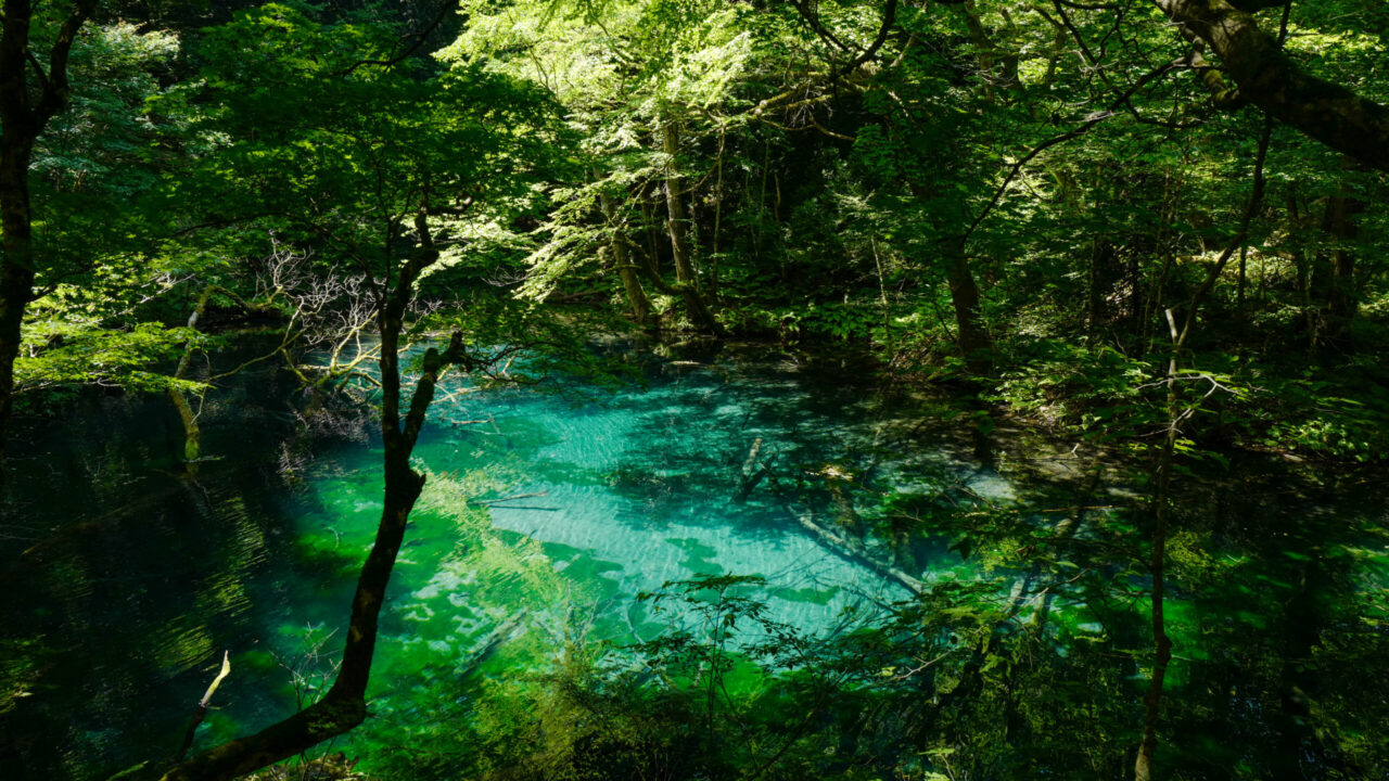 十二湖　沸壺の池