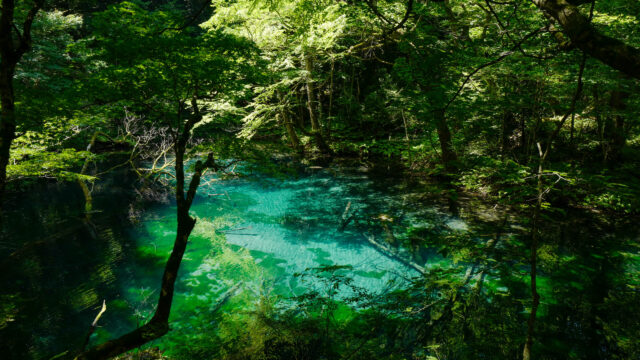 十二湖　沸壺の池