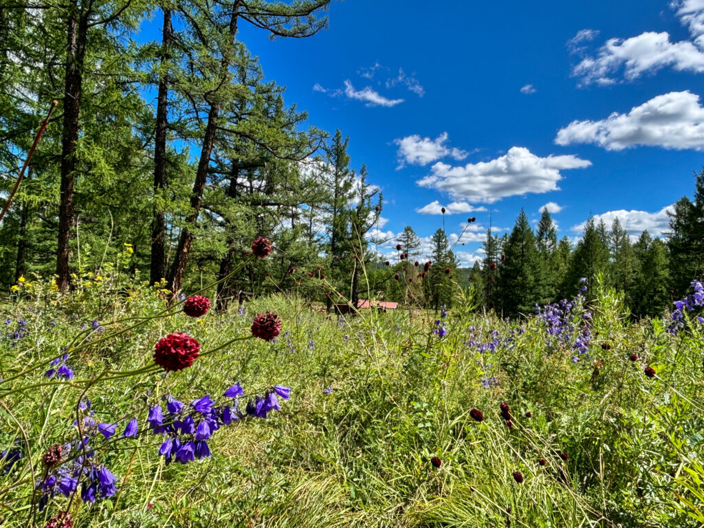 モンゴル　遊牧民ゲルホームステイ　馬旅キャンプ　乗馬ハイキング　Gunjin sum　祠