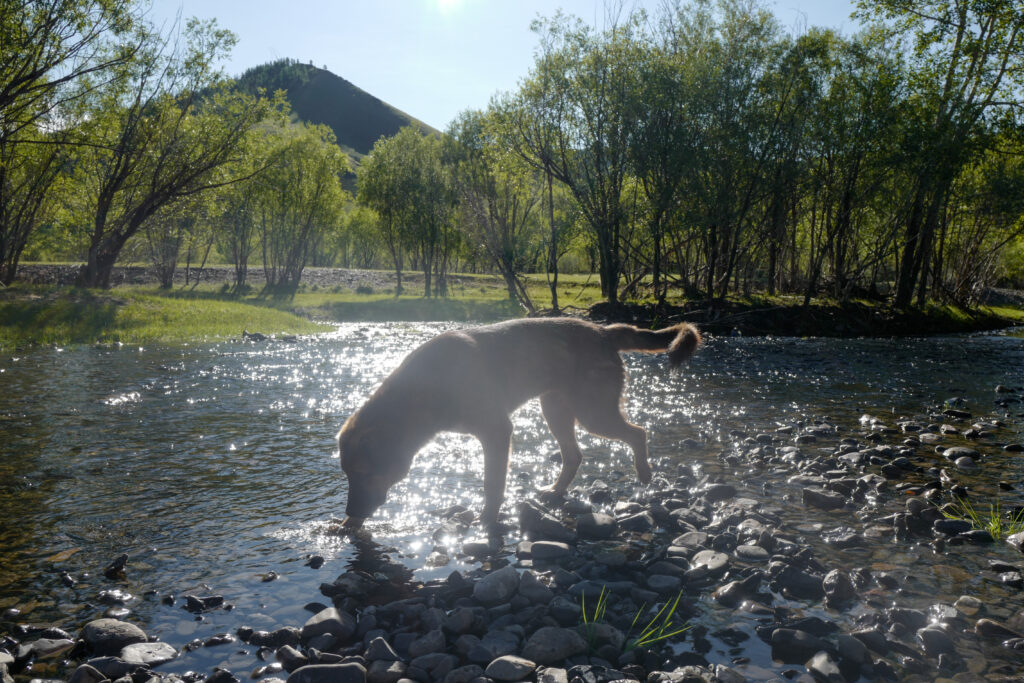 モンゴル　遊牧民ゲルホームステイ　