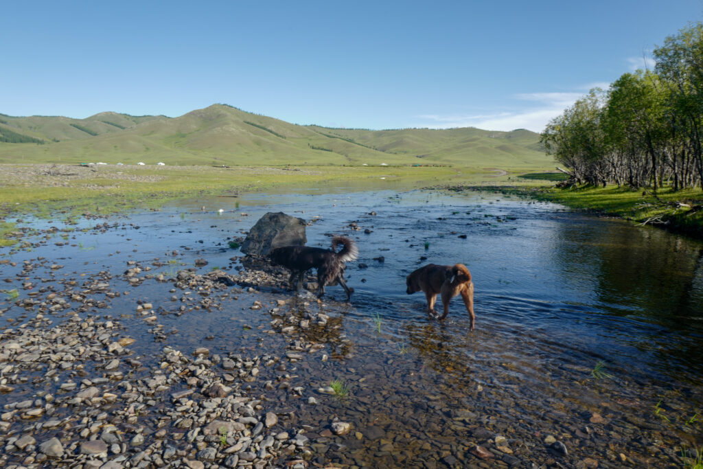モンゴル　遊牧民ゲルホームステイ