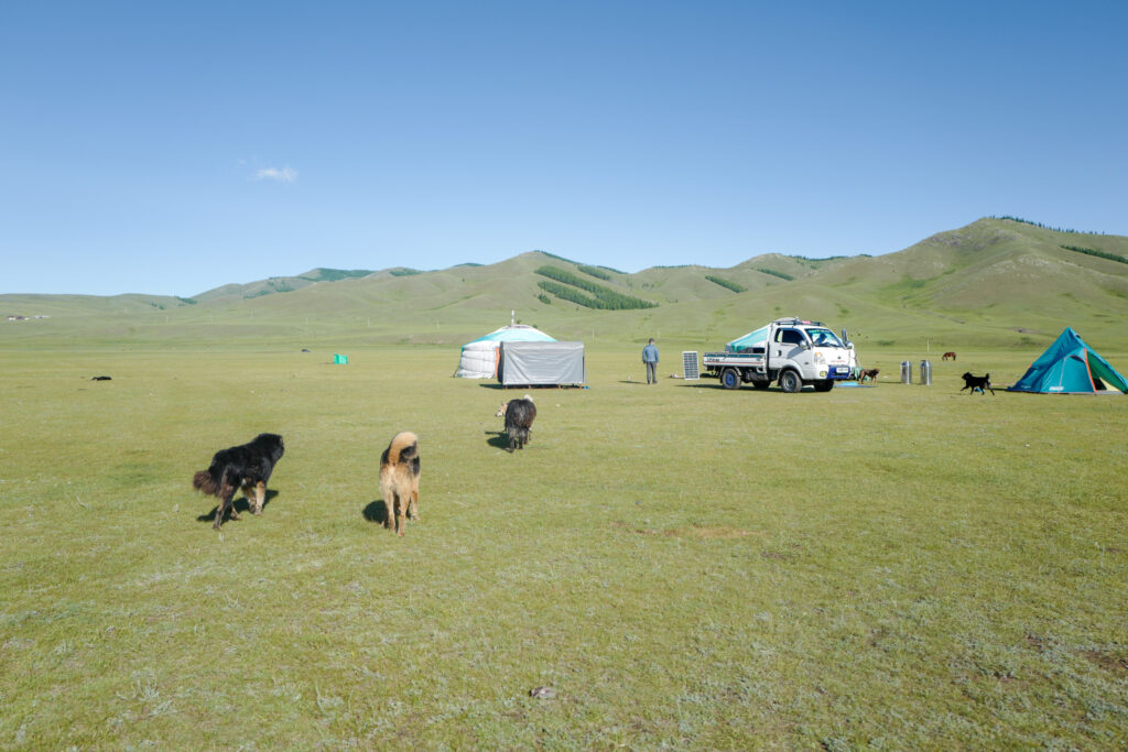 モンゴル　遊牧民ゲルホームステイ