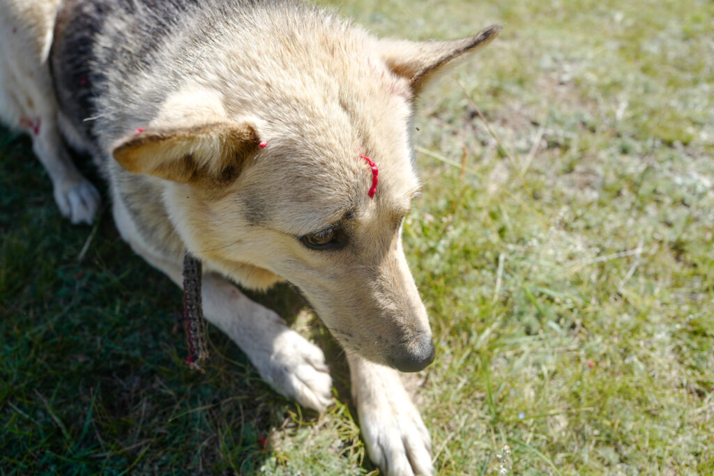 モンゴル　遊牧民ゲルホームステイ　ホルホグ