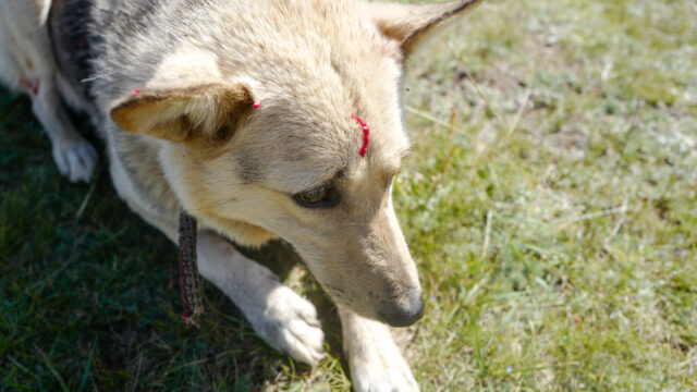 モンゴル　遊牧民ゲルホームステイ　ホルホグ