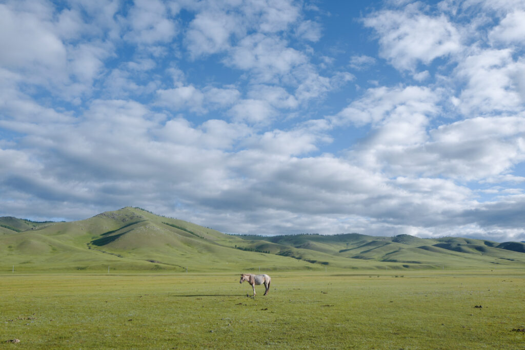 モンゴル旅行　ゲル　草原　散策　馬