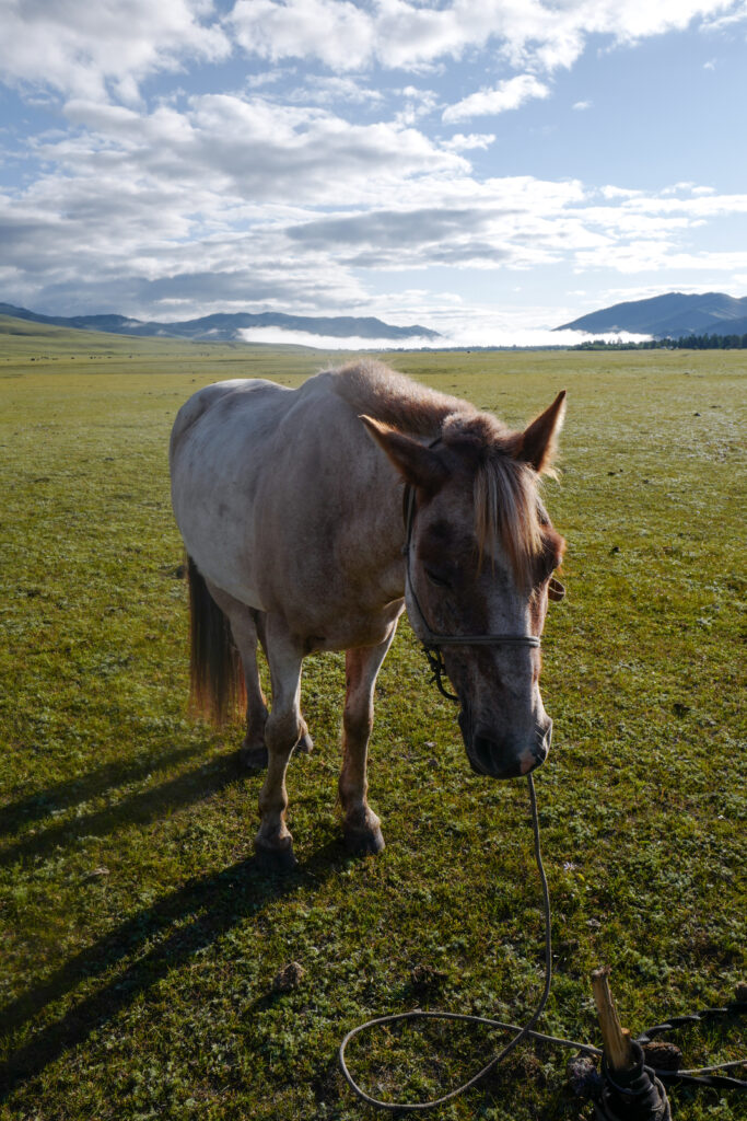 モンゴル旅行　ゲル　草原　散策