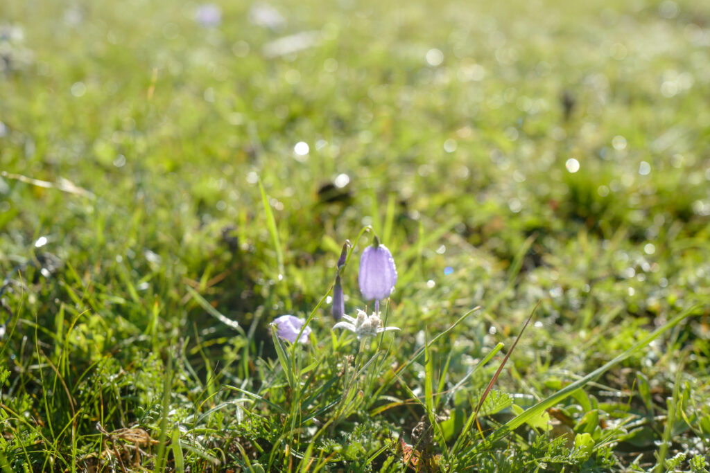 モンゴル旅行　ゲル　草原　散策