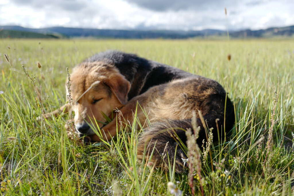 モンゴル旅行　馬旅キャンプ　乗馬体験　