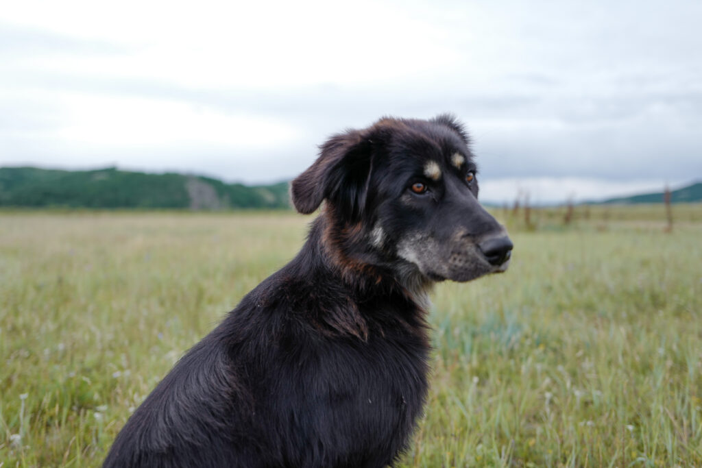 モンゴル　遊牧民ゲルホームステイ　馬旅キャンプ