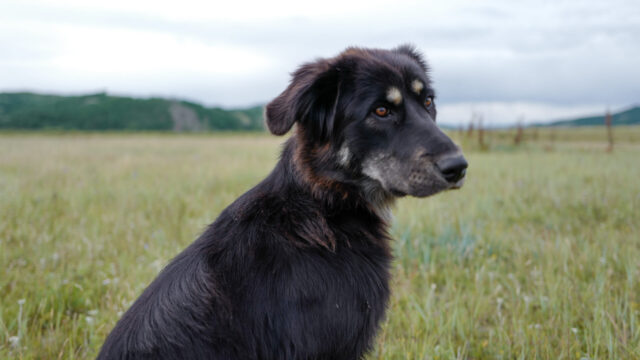モンゴル　遊牧民ゲルホームステイ　馬旅キャンプ