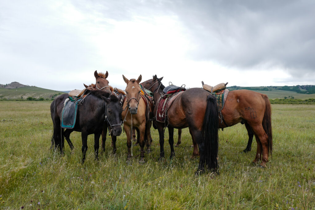 モンゴル　遊牧民ゲルホームステイ　馬旅キャンプ